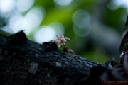 juliedelzescaux-com_les-bribris-et-le-cacao-costa-rica_01